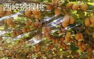 河南省范县的特产,范县大包子深受食客喜爱