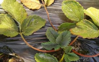 草莓青枯死苗发生的原因，高温高湿时易发病