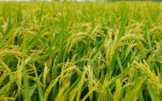 宜优366水稻品种简介,全生育期162.2天