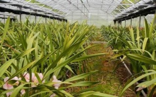 种植一亩兰花的成本,大约需要5.5万元