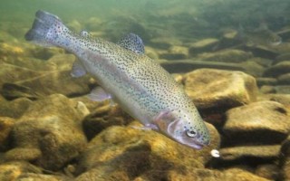 什么是鳟鱼，别称虹鳟鱼、瀑布鱼、七色鱼