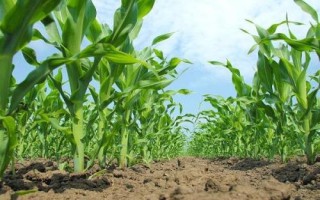 福江191玉米种子特点，中抗茎腐病