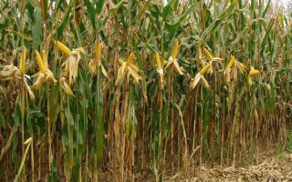 恒糯2号玉米种子特点，中抗纹枯病