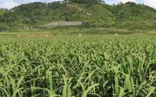 茭白的种植和管理方法,通常在4月至5月上旬定植