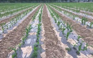 怎么用地膜种玉米，育苗移栽需要先栽苗再覆膜