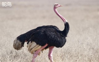 鸸鹋和鸵鸟的区别，体型和经济价值均不同
