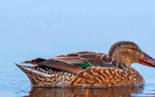 野鸭喜欢吃什么，以小鱼、小虾、甲壳类动物等为食