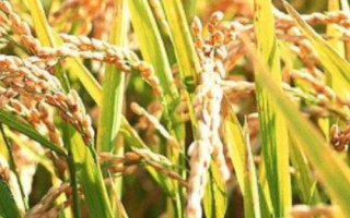 EK2S水稻种子介绍,秧田亩播种量15公斤