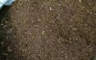 碰碰香插一片叶子能不能活，插一片叶子也可以活