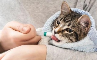 猫瘟初期的症状,病猫有精神萎靡、食欲不佳等表现