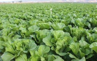 大白菜苗期病害与防治，常见病害有霜霉病、软腐病、黑斑病