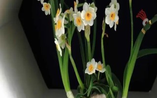 水培水仙的花语是什么，寓意纯洁、思念等