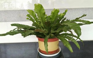 鸟巢蕨有哪些主要品种，有湾鸟巢蕨、羽叶鸟巢蕨等