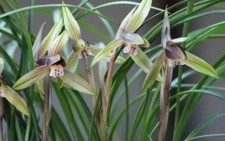 影响兰花生长的因素，温湿度一定要控制到位