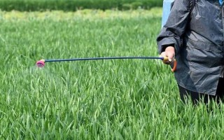 怎样防治小菜蛾，可农业防治、物理防治或化学防治