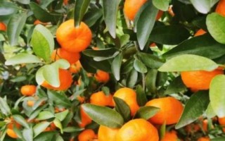 砂糖橘开裂的原因，久旱突降大雨会导致果实大量开裂