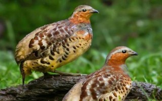 竹鸡的简介，喜欢群居且在我国南方分布较广