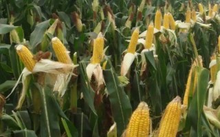 金泰99玉米种子特点，亩植密度3000株左右