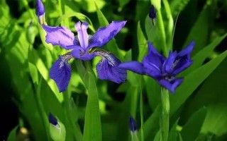 紫鸢尾花的花语,寓意吉祥幸运、信仰崇敬等