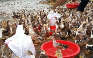 野鸭怎么饲养，场地中要栽培水生植物营造野生环境