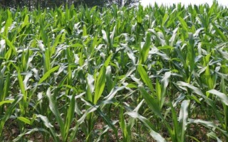 蜜香甜糯265玉米种简介,大喇叭口期注意防治玉米螟