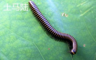 马陆虫有哪些品种,包括约安巨马陆、宽跗陇马陆、土马陆等种类