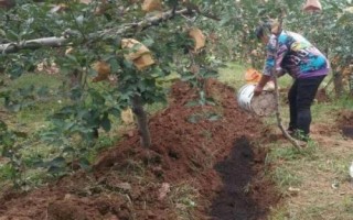 果树施秋肥都有哪些好处，“果树要高产，秋肥最关键”，