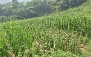 过量施用氮肥的危害，将会导致土壤氮素过剩