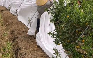 果树防寒方法,低温来临前可在园内熏烟