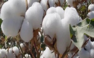 棉花施肥技术,生长期长需肥量大