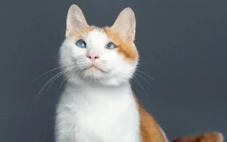 猫咪突然尿频且尿少的原因,可能是饮水量不足或泌尿系统疾病导致