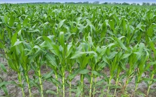 赤糯二号玉米种子特点，中抗弯孢菌叶斑病(5MR)