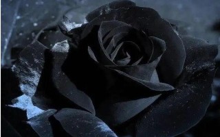 黑玫瑰的花语,寓意独特的爱、独一无二等