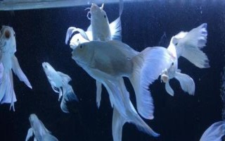 蝴蝶鲤能和什么鱼混养,可以选择锦鲤、龙鱼和龙虎魟鱼