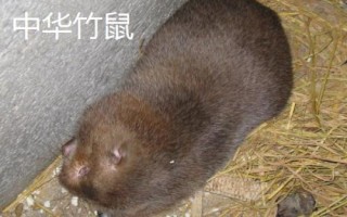 竹鼠的简介，种类较多