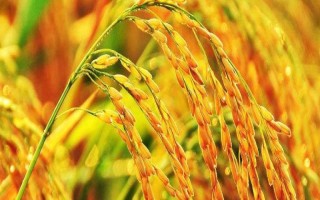 锦两优816水稻品种的特性，3月22日左右播种