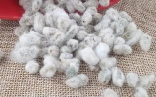 皖棉37号棉花种子特点,每亩2300株左右