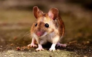 老鼠会不会咬人，会咬人但概率不高