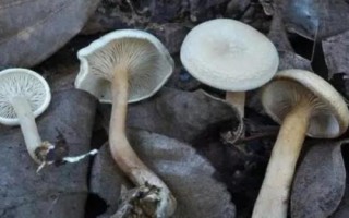 好吃的蘑菇品种有哪些，常见的有榆黄菇、羊肚菌等