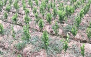 河农鲜豆2号大豆种子特征特性，播种行距45～50厘米