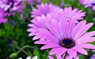 紫色非洲菊的花语,寓意互敬互爱、神秘等