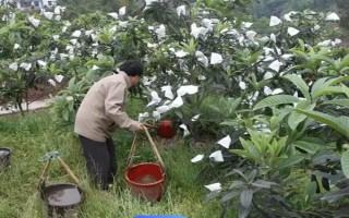 枇杷秋冬季的管理技术，需要用稻草或杂草将树盘覆盖