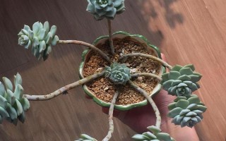 怎么养白牡丹多肉，尽量使用透气强的沙质土壤养殖