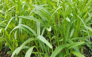 哪些蔬菜适合在3月份种植,包括空心菜、丝瓜、苋菜等品种