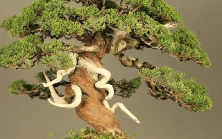 养殖针柏树盆景的方法，需根据当前季节调整浇水频率