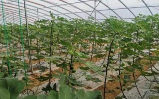 栽培无花果的要点，幼苗期要做好摘心打顶工作