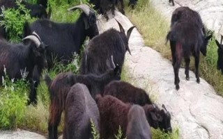 黑山羊和白山羊的区别，毛色、产地和肉质均不同