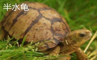 水龟和半水龟有什么区别，对水的依赖性不同