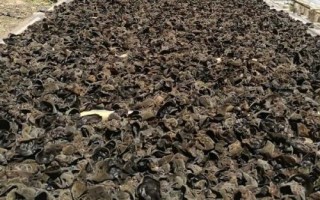 木耳收获的季节，秋木耳和春木耳的收获季节不同