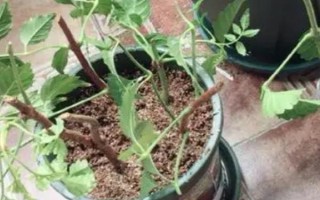 凌霄花能扦插繁殖吗，扦插繁殖较为常用